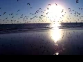 Download Lagu I Wanna Fly - (Los Monjes Budistas)