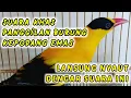 Download Lagu SUARA PANGGILAN BURUNG KEPODANG EMAS..LANGSUNG BUNYI MENDENGAR SUARA INI