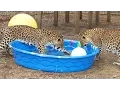 Do Big Cats Like Water