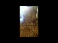 Glued down wood floor removal with Sentinel 922