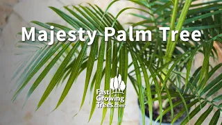 Majesty Palm Trees YouTube Video Banner