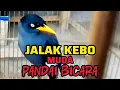 Download Lagu VIRAL...!BURUNG JALAK KEBO MASIH MUDA BISA BICARA