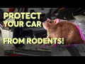 How to Protect Your Car From Rodents Consumer Reports