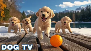 12 Hours Of Dog Calm Music Piano Music To Ease Separation Anxiety In Dogs Dog Calming Music 