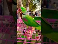 Raw parrot | Parrot talking #parrot #shortsfeed #youtubeshorts