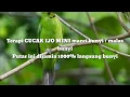 Download Lagu Terapi CUCAK IJO MINI macet / malas bunyi // sekali putar langsung nyaut 1000%