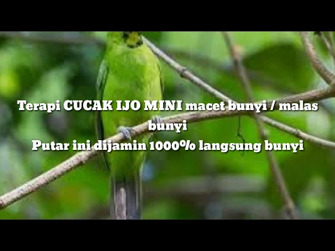 Terapi CUCAK IJO MINI macet malas bunyi sekali putar langsung nyaut 1000