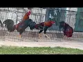 Pollos Asil Kelso