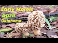 Hunting for Morel Mushrooms in Oklahoma