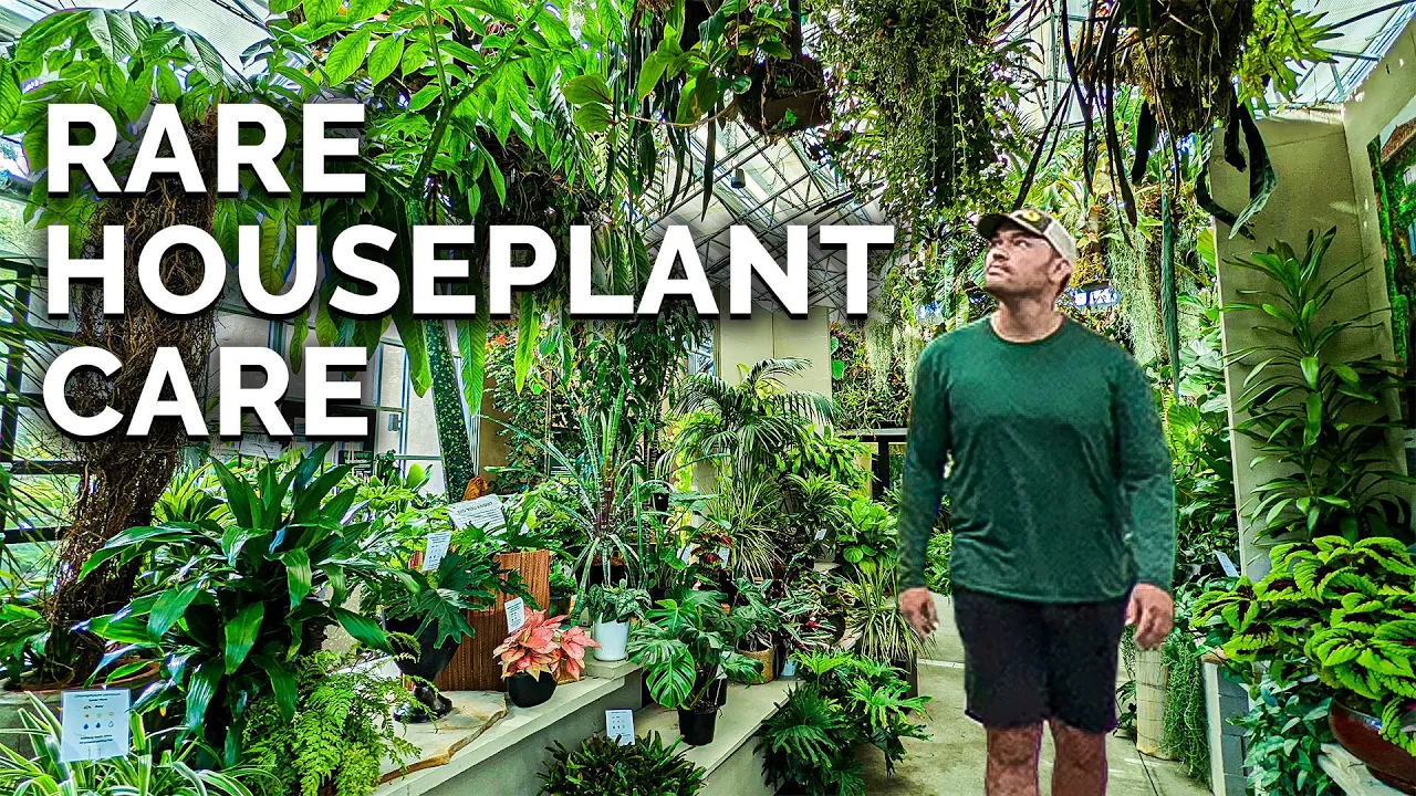 Outline Video Secret Houseplant Care Tips From a Master Houseplant Grower