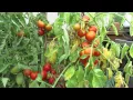 Tomato Fruit Cracking Why it Happens What Can You Do It s Not Nutritional - TRG 2015
