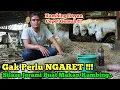 Download Lagu TERNAK KAMBING GAK PERLU NGARET - KAMBING DOYAN JERAMI