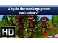 Interesting Facts About Animals - Why Do Monkeys Groom Each Other