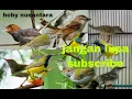 Download Lagu suara burung sogon/prinjak/ciblek..jamin langsung kumpul penasaran burung lain nya @hobynusantara5159