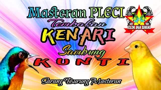 Download Masteran Pleci Tembakan Kenari Sambung Kunti Suara Jernih MP3