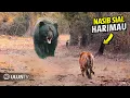 Download Lagu Inilah Momen Bodoh Harimau Berani Menyerang beruang Raksasa! Akibatnya Begini