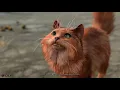 Cats in Baldur s Gate 3 are too real
