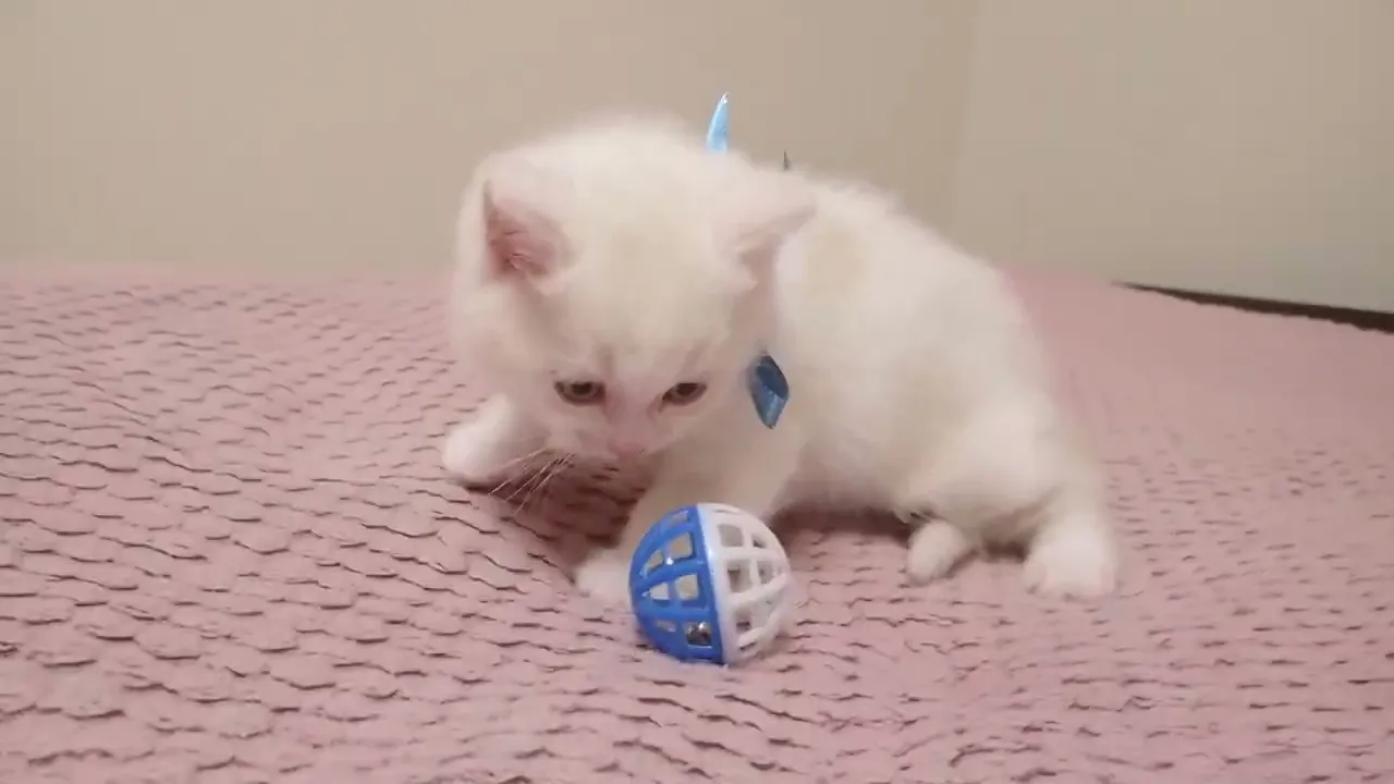 動画