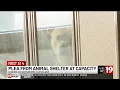 Cleveland Kennel at capacity after July Fourth Do you have a lost pet to claim