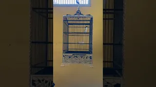 cendet suara gereja tarung sambung kunti gacor panjang keras powernya sultanakbar