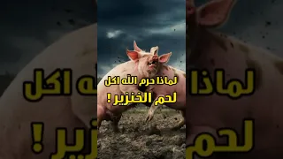لماذا حرم الله أكل لحم الخنزير                       دندنها