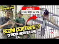 Download Lagu BEGINI CERITANYA ⁉️ ANDRI BOLANG INCAR MURAI BATU ROYAL SPEED 500 JUTA🔥😱 ADI JAGAL