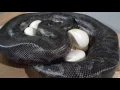 First Sumatran Short Tail Python Clutch