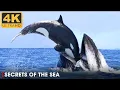 Download Lagu DEEP OCEAN: Life in the Cold Abyss | Secrets of the Seas Ep. 1 | 4K UHD | OCEAN DOCUMENTARY