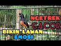 suara pikat murai gacor ngetrek pembakar emosi murai lain.white rumped shama.kich choe lua hot