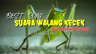 Download BEST SONG ! suara  WALANG KECEK masteran lovebird ! TERBUKTI AMPUH !!! MP3