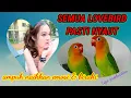 Download Lagu Masteran lovebird ngekek panjang durasi panjang tanpa iklan