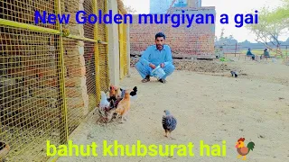 alhamdulillah new murgi ke bache a gay 
