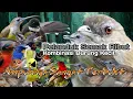 Download Lagu Suara Pikat Burung Pelanduk Semak Ribut. Kombinasi Burung Kecil. Sudah Jelas Ampuh..
