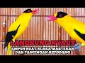 Download Lagu KICAUAN KEPODANG EMAS GACOR COCOK BUAT MASTERAN KEPODANG \u0026 PANCINGAN SEMUA JENIS BURUNG KEPADANG