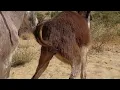 Super Amazing Donkey Mating Super Hurrayyy Donkey Mating