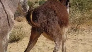 Super Amazing Donkey Mating Super Hurrayyy Donkey Mating