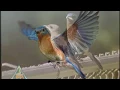 Download Lagu Burung e biru