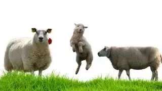 خاروفي خاروفي العيد مع مزاج 