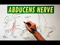 Abducens Nerve - Anatomy Tutorial