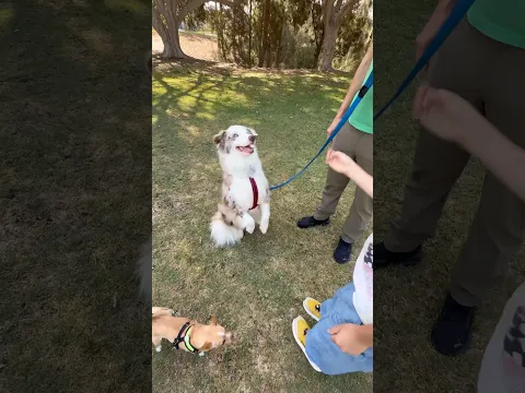 My dogs got to spend time with a really cool kid