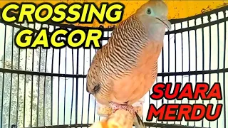 perkutut crossing gacor suara merdu