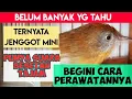 Download Lagu CARA MERAWAT BURUNG JENGGOT MINI AGAR CEPAT BUNYI