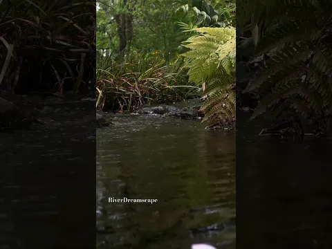 Relaxing sounds of flowing rivers and birds chirping soothe the mind #shortvideo #shortfeed #nature
