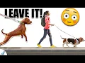 Teach Your Dog To Ignore OTHER DOGS