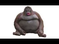 stupid images 3