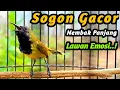 Lagu SUARA SOGON BIKIN GACOR BURUNG TROTOL JANTAN, CEPAT NEMBAK PANJANG FULL ISIAN DIBONGKAR NGEJER 15