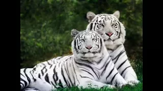 الشيخ امين الدشناوى شريط رقم 2 