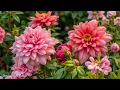 Download Lagu Music for the soul: This music can be listened to forever, Timeless masterpieces of Sergey Grishchuk