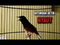 Download Lagu murai batu gacor AMPUH buat PANCINGAN murai batu agar bunyi JADIKAN burung murai gacor EMOSI NYAUT