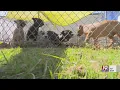 Lauderdale Co Approves Animal Control Contract May 19 2023 News 19 at 6 p m